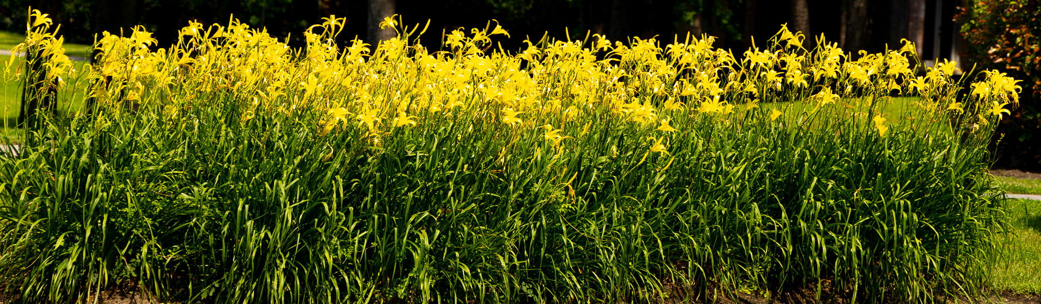 Flowering landscape, Kingwood Houston real estate