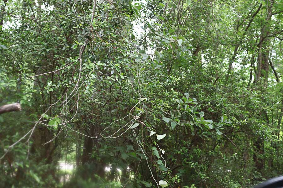 Kingwood park (fields / split-rail), Kingwood Houston real estate